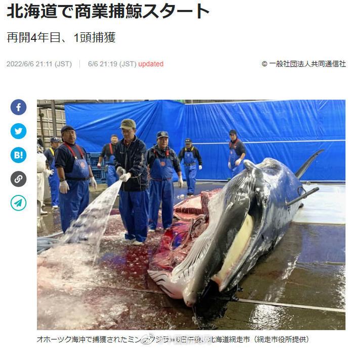 日本北海道开始商业捕鲸，今年全国计划捕获133头小须鲸