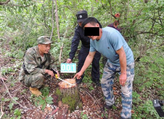 湾沟森林公安分局所队联动破获一起盗伐林木案