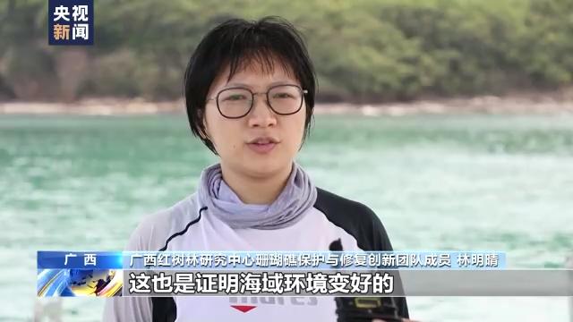 世界海洋日丨关注珊瑚礁生态系统 海底“植树造林”正在进行