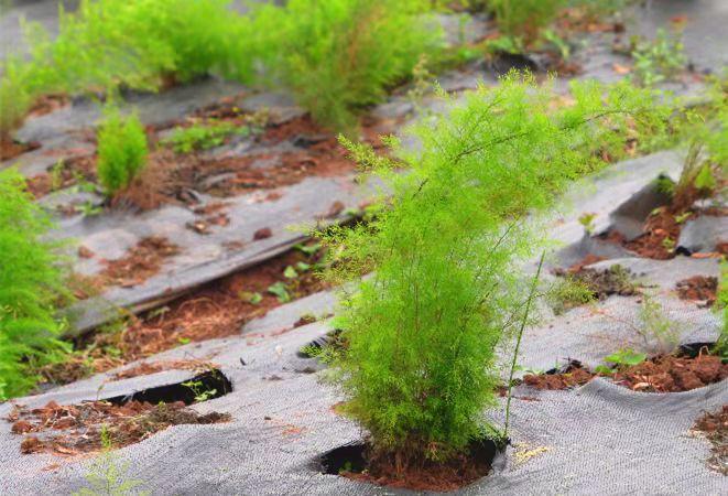 内江市东兴区推出中医药大健康产业数字化应用平台助农增收