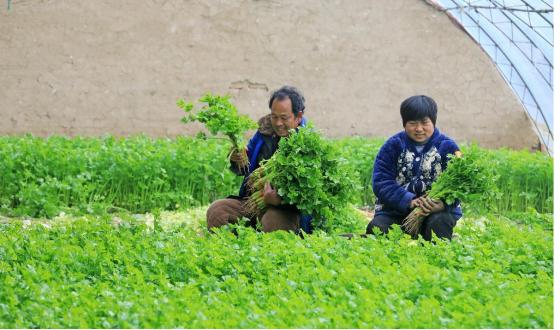 淮北相山区油坊村：点燃乡村振兴“新引擎”