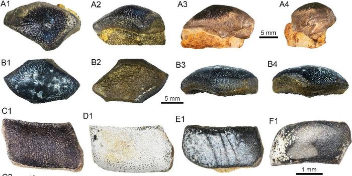 古生物学家在哥伦比亚发现美洲首个拥有扁平牙齿的古鲨鱼品种 距今约1.35亿年