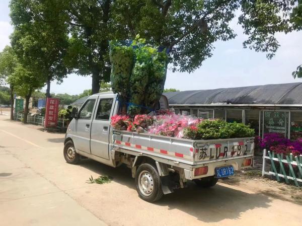 花卉业逐渐复苏：浦南花卉基地花商说，销售量达到往年的5到7成