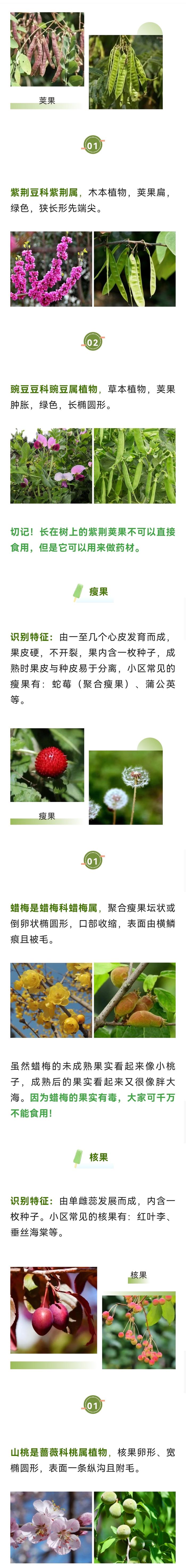 【科普】小区里的植物果实可以吃吗？