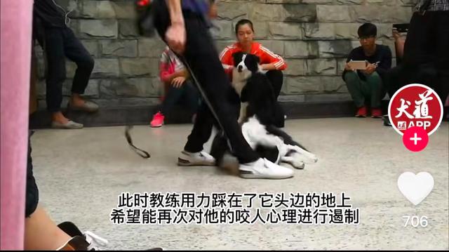 知名训犬师在学员面前虐狗，当事人回应：不会让狗受硬伤，面对咬人的犬只能用恶压制