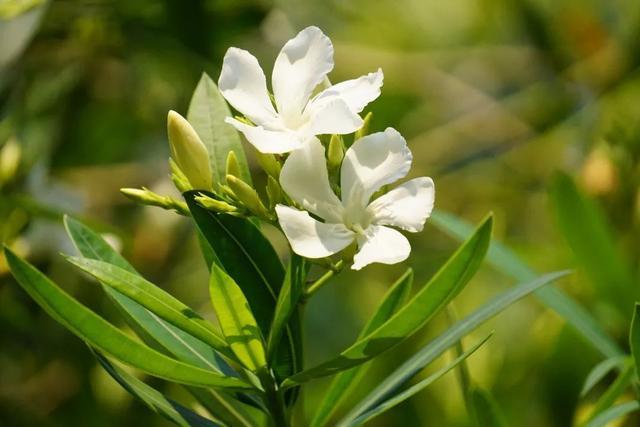 小区里的植物果实可以吃吗？这些植物切勿“亲密接触”