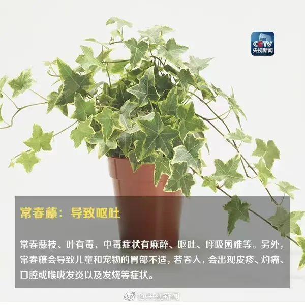 小区里的植物果实可以吃吗？这些植物切勿“亲密接触”