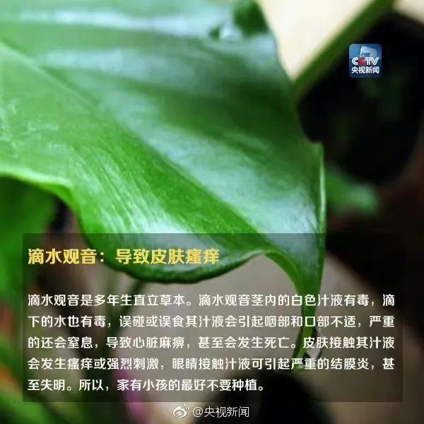 小区里的植物果实可以吃吗？这些植物切勿“亲密接触”