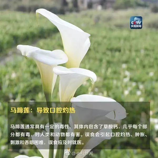 小区里的植物果实可以吃吗？这些植物切勿“亲密接触”