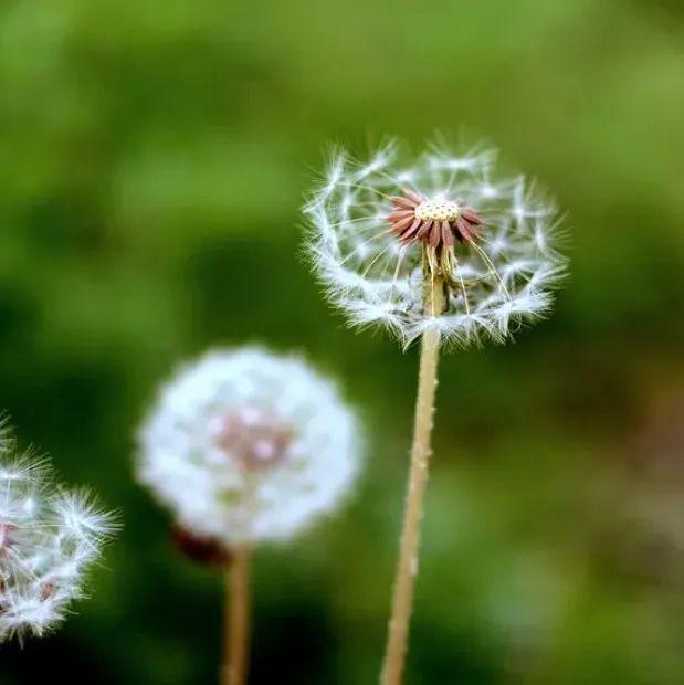 小区里的植物果实可以吃吗？这些植物切勿“亲密接触”