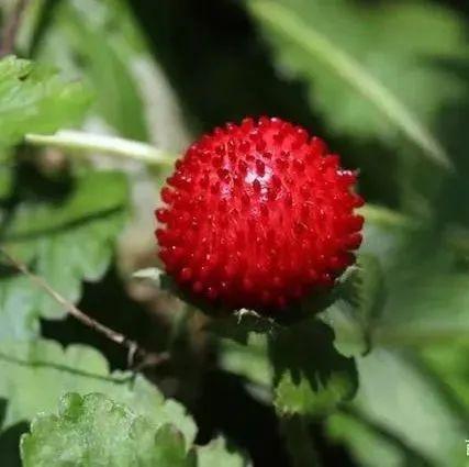 小区里的植物果实可以吃吗？这些植物切勿“亲密接触”