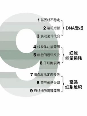 陈舟医生提出细胞抗衰是源头，支持SRW“逆转”细胞年龄理念