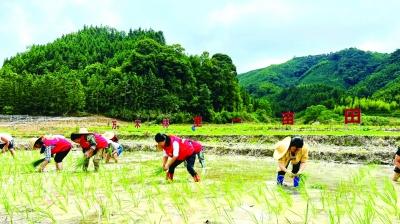 认领一亩田，兴起种粮热