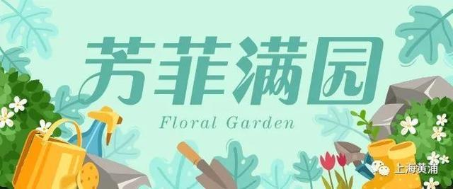 芳菲满园丨原来这些植物的叶子，也可以像花儿一样美丽