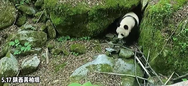 陕西宝鸡村民路上偶遇野生大熊猫，一路小跑下山觅食