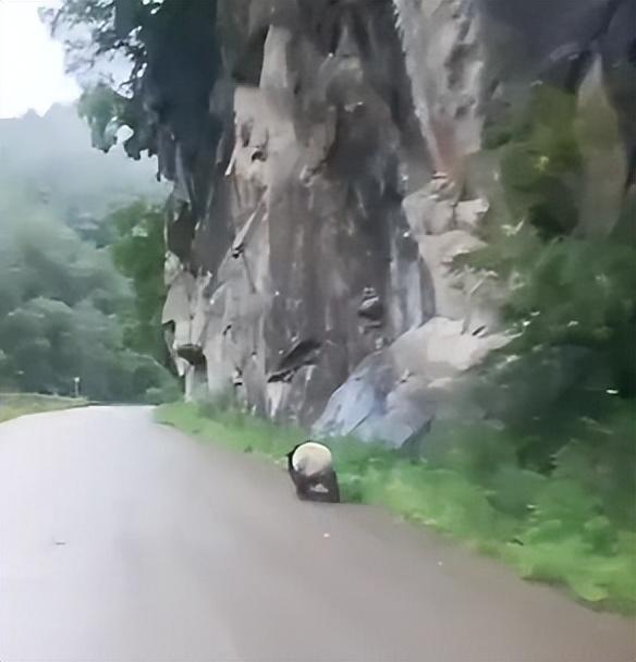 陕西宝鸡村民路上偶遇野生大熊猫，一路小跑下山觅食