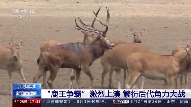 江苏盐城：“鹿王争霸”激烈上演 繁衍后代角力大战