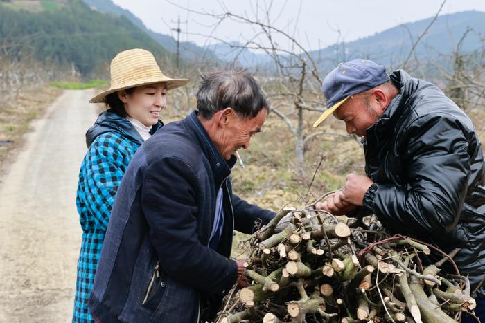 全职妈妈在富强村当起村干部，度小满助其发展特色水果产业