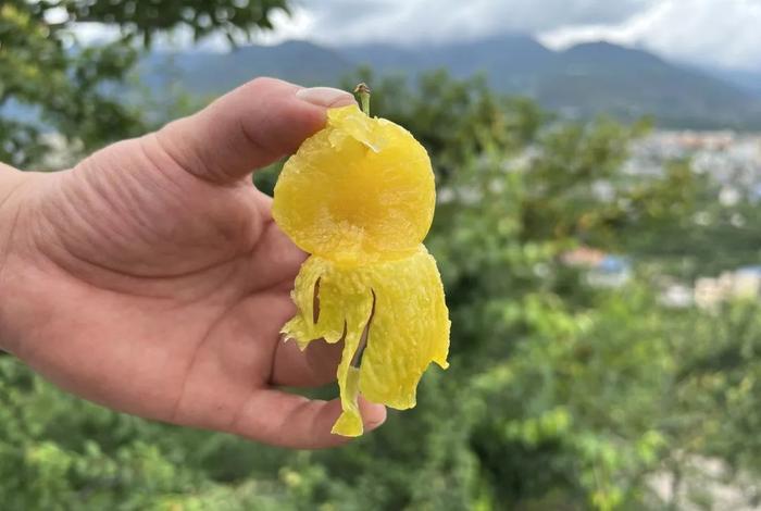 这李子可得撕皮吃！有意想不到的甜！桃花李，怕酸人士的福音~