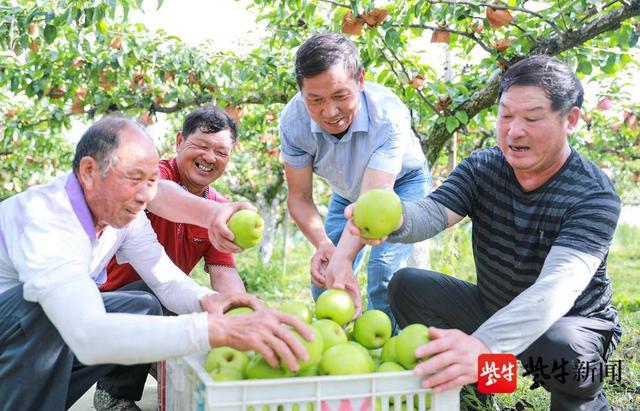 句容今年首批地产梨成熟上市