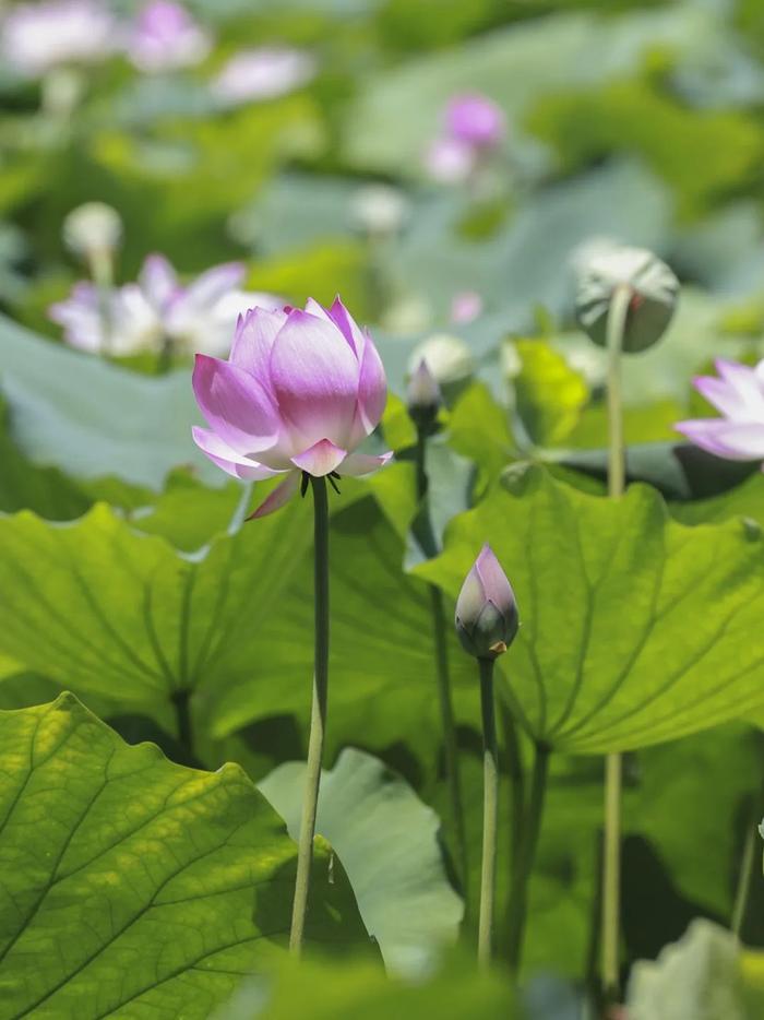 水天一色、仲夏荷花、万竹碧道……7月来肇庆这些地方就对了！