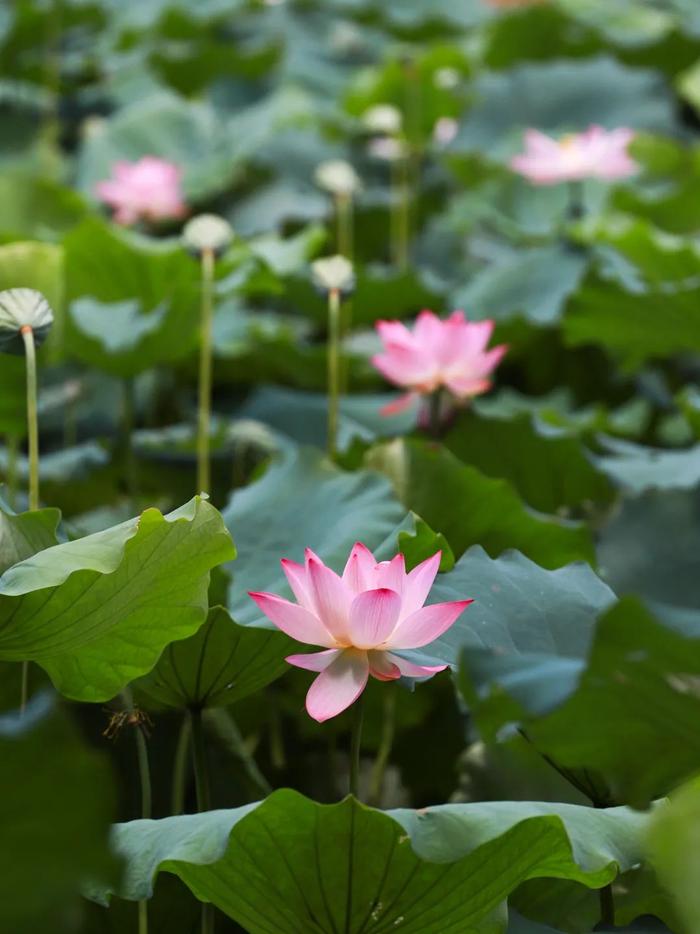 水天一色、仲夏荷花、万竹碧道……7月来肇庆这些地方就对了！