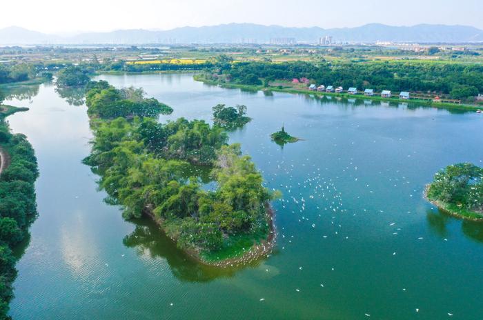 水天一色、仲夏荷花、万竹碧道……7月来肇庆这些地方就对了！