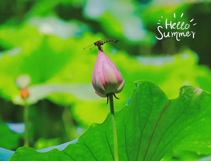 水天一色、仲夏荷花、万竹碧道……7月来肇庆这些地方就对了！