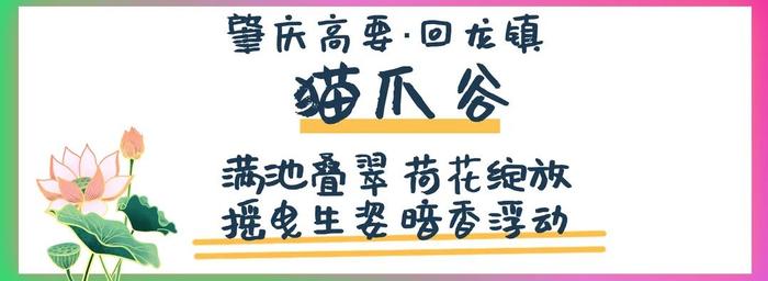 水天一色、仲夏荷花、万竹碧道……7月来肇庆这些地方就对了！