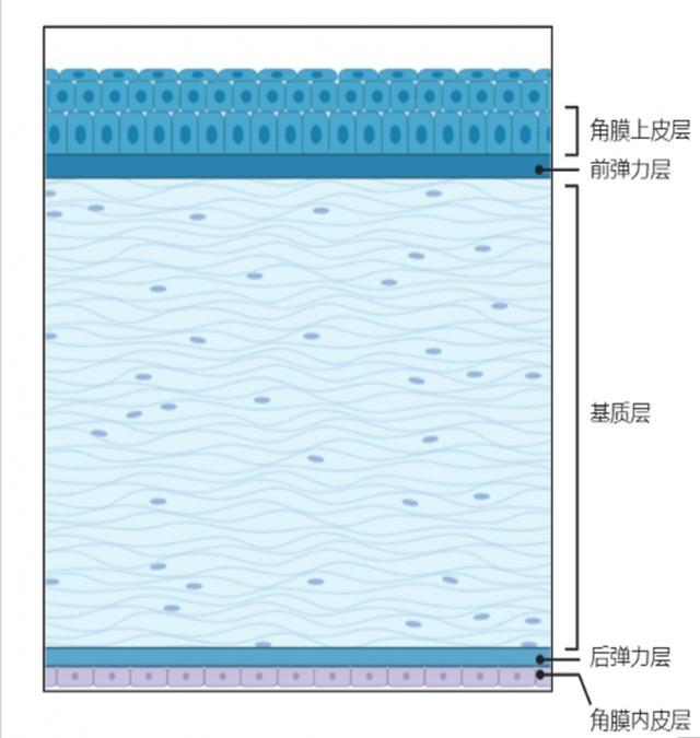 上海市同济医院眼科完成首例术中OCT联合微型角膜刀辅助低温保存角膜移植术