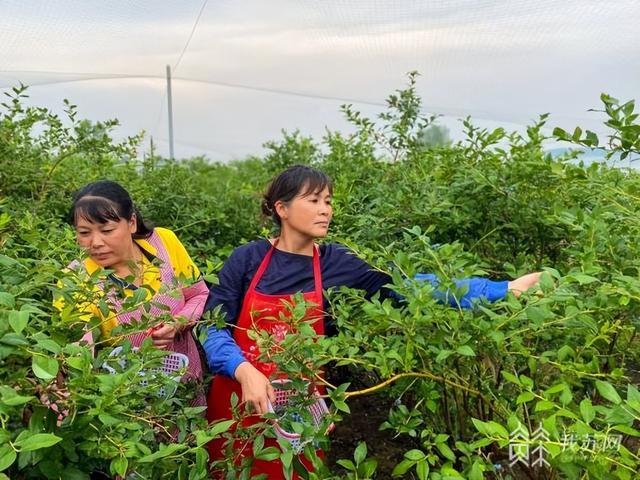 在溧阳龙峰村遇见“莓”好｜行走“新时代鱼米之乡”