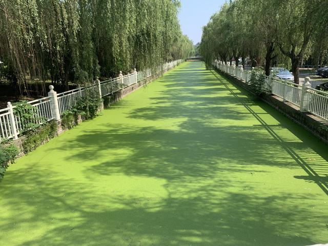 116吨水生植物“一网打尽”，松江城区26条河道水质改善