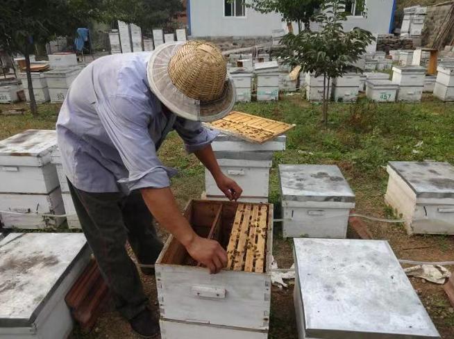 北京京纯养蜂专业合作社承担的国家蜂业标准化区域服务与推广平台项目通过验收