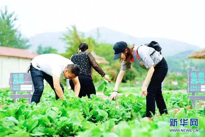 湖北京山：选好用好带头人，引领村民走上致富路