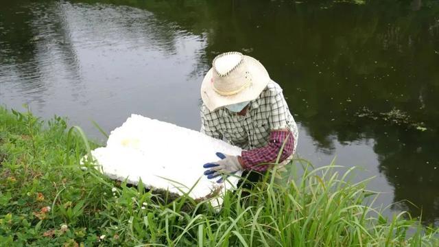 奉贤：烈日炎炎下，这群人守护四团一方净水蓝天