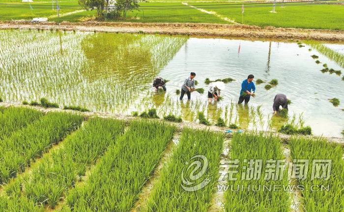 “芜湖大米”新品种从这里走向“国考”