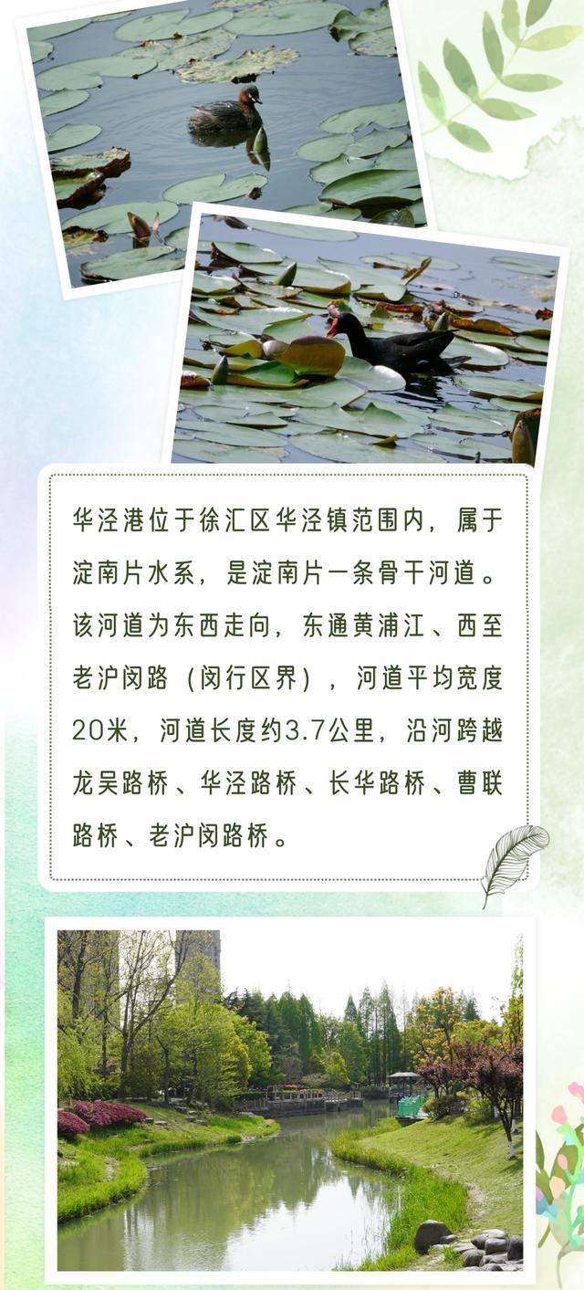 华泾港的灵动之美