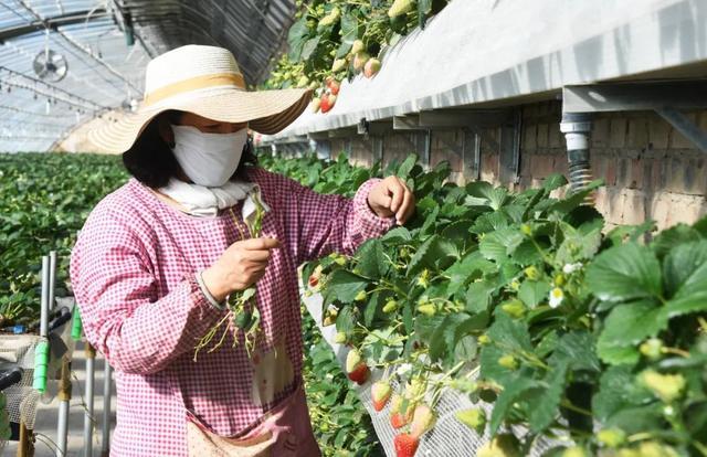 树上长满菠萝草莓？橙子后面接水管？这些卖货视频已涉嫌欺诈