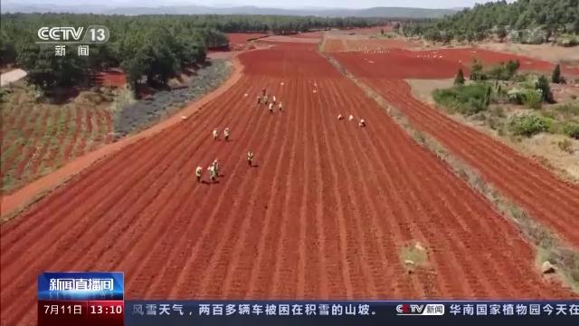 快来看！太空魔芋种子在地球安家啦