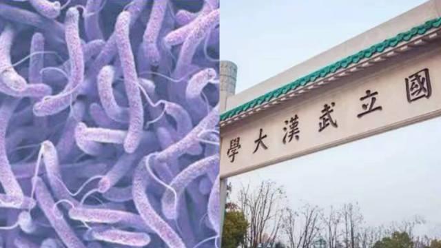 武汉大学出现霍乱病例，医药股逆势上涨，多家上市公司回应