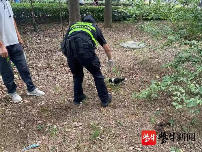 濒危动物白颈乌鸦“粘人”式求助，市民“妙懂”报警送动物园护理