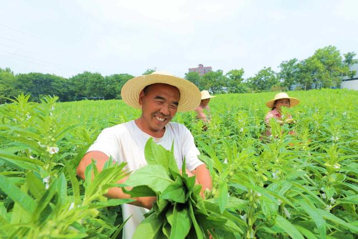 （组图）正道芝麻叶香飘全国