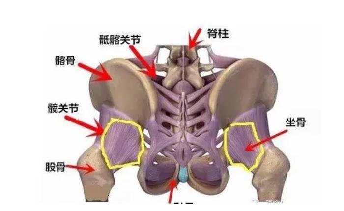 东城中医医院骨伤科专家张沁平：腰椎病反复发作 病根儿多在骶髂关节