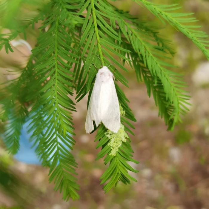 水杉林里打虫虫！防治美国白蛾，赵巷林长在行动