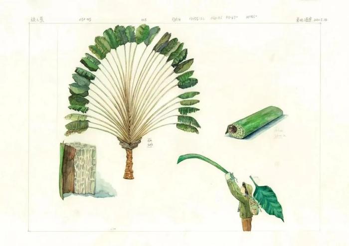 植物手绘笔记——神秘的旅人蕉丨花花万物