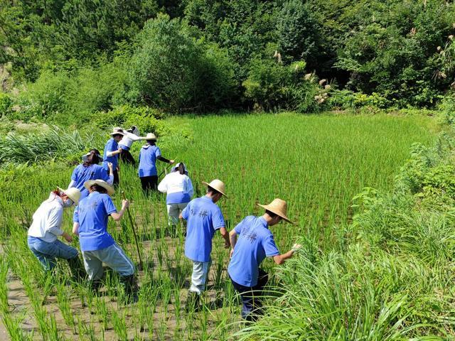 23位985大学生中午烈日下田锄草，干农活成劳动教育必修课可赚学分