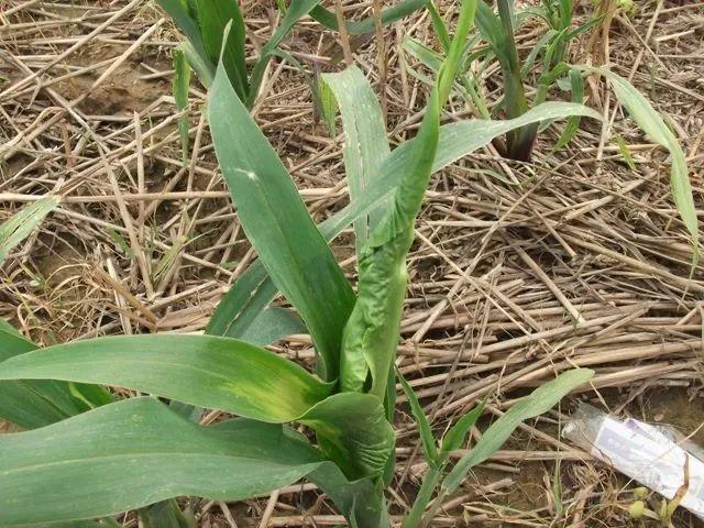玉米除草剂药害补救措施