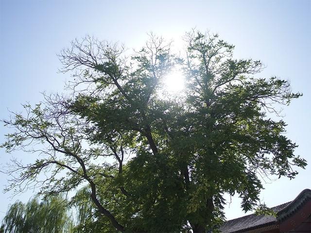 F1.4光圈拍摄