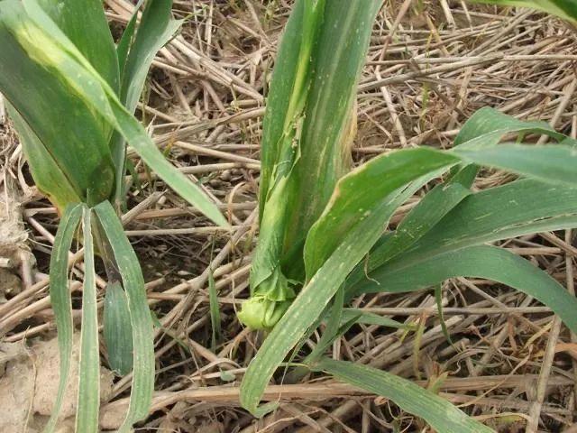 玉米除草剂药害补救措施