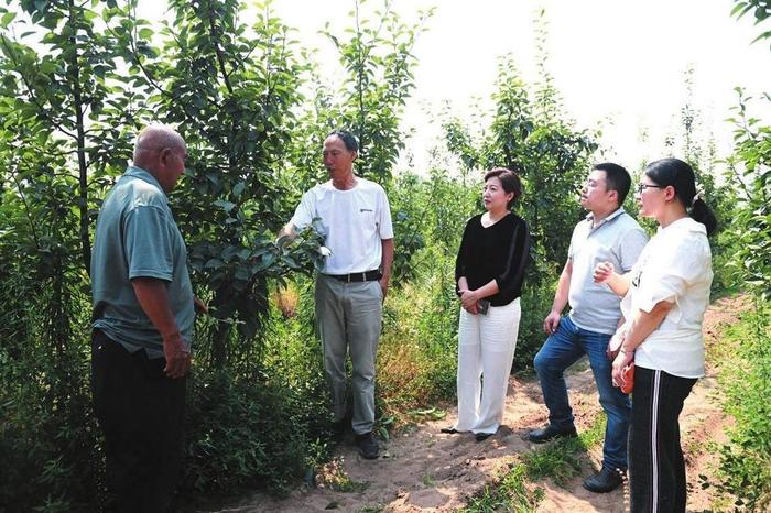 冀南经济开发区栾庄千亩新疆库尔勒香梨种植基地举行